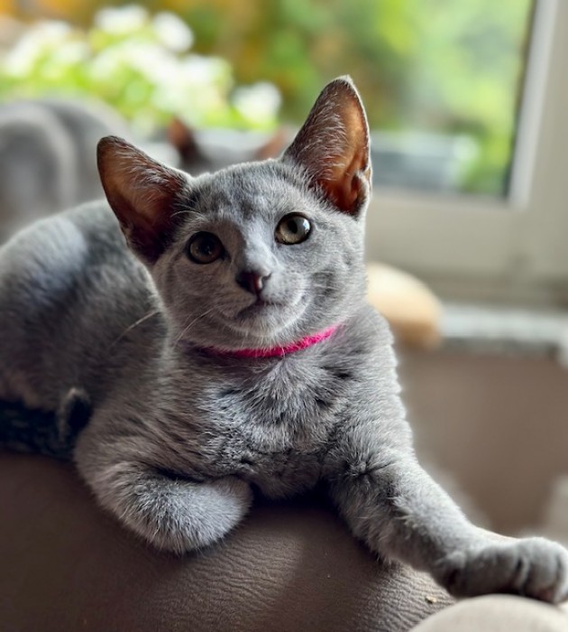 Aisha (11 tyg.)
