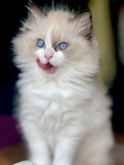 DIVA
