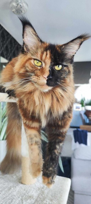 Amber Cat World Alex 
