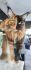 Cat World Alex*PL