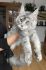 Cat World Alex*PL