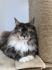 Cat World Alex*PL