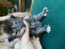 Cat World Alex*PL