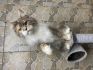 Cira Cat World Alex 