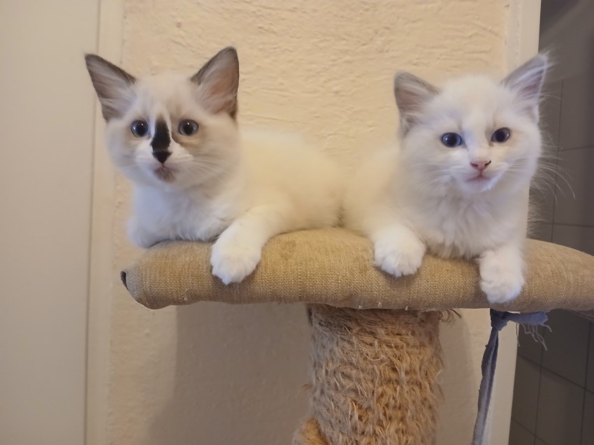 Celina i Cocos

